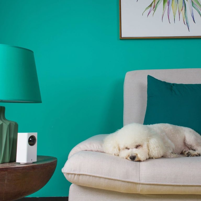 Wyze Users Struggle: Quotes on Service Outage and Camera Disconnection